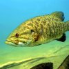 A smallmouth bass