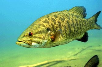 A smallmouth bass