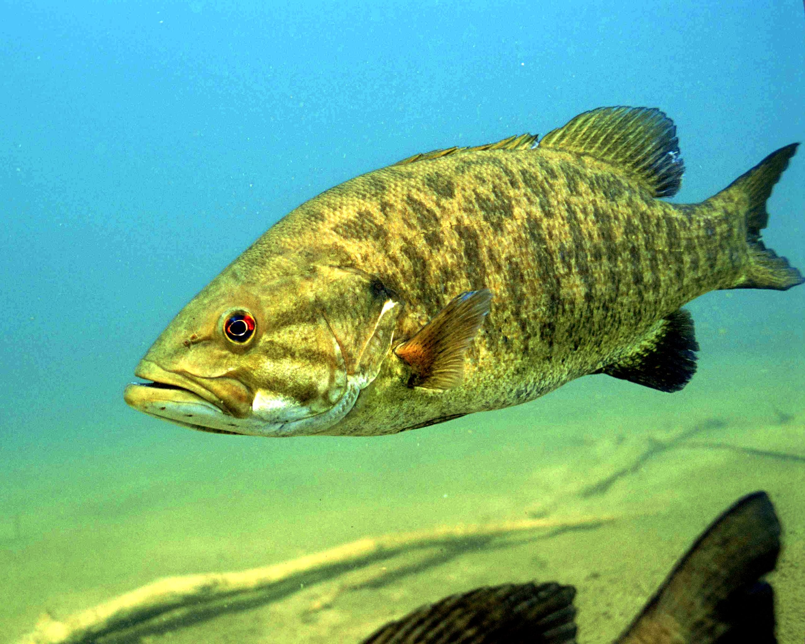 A smallmouth bass